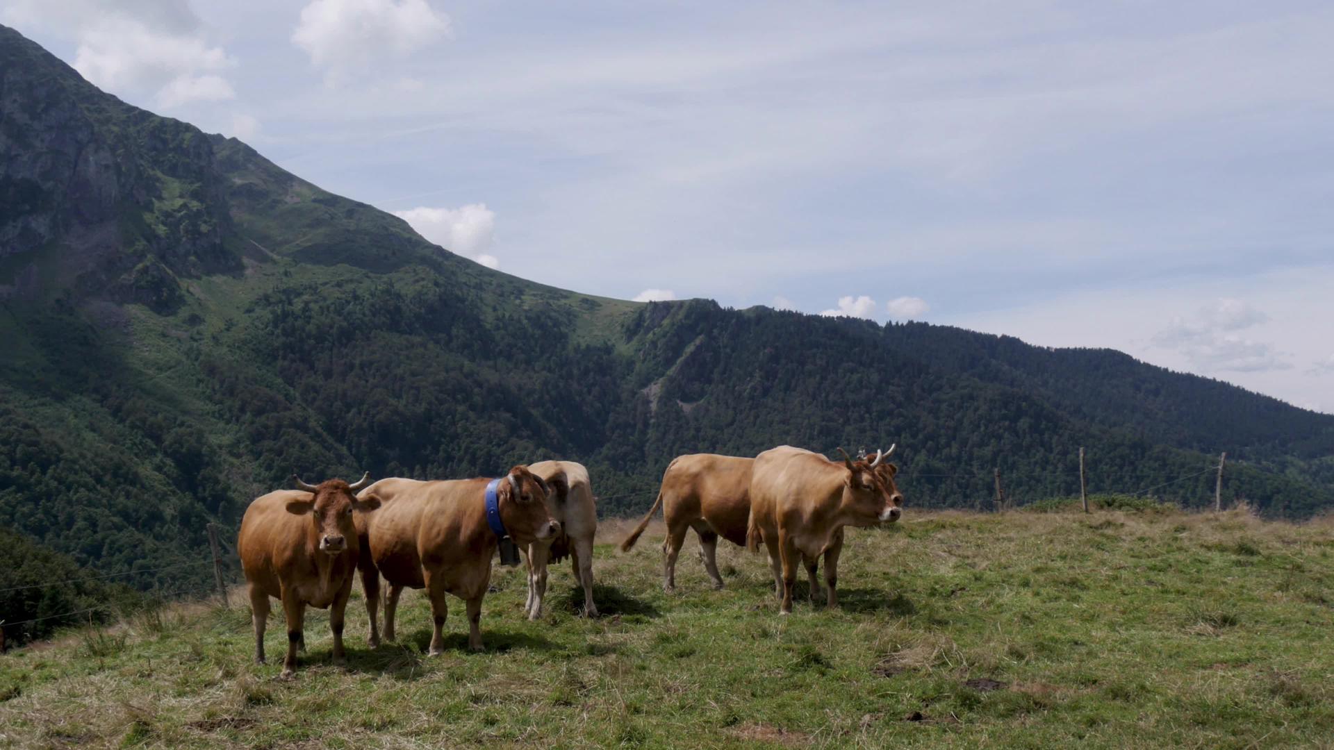 牧牛在山上的牧场里吃草视频的预览图
