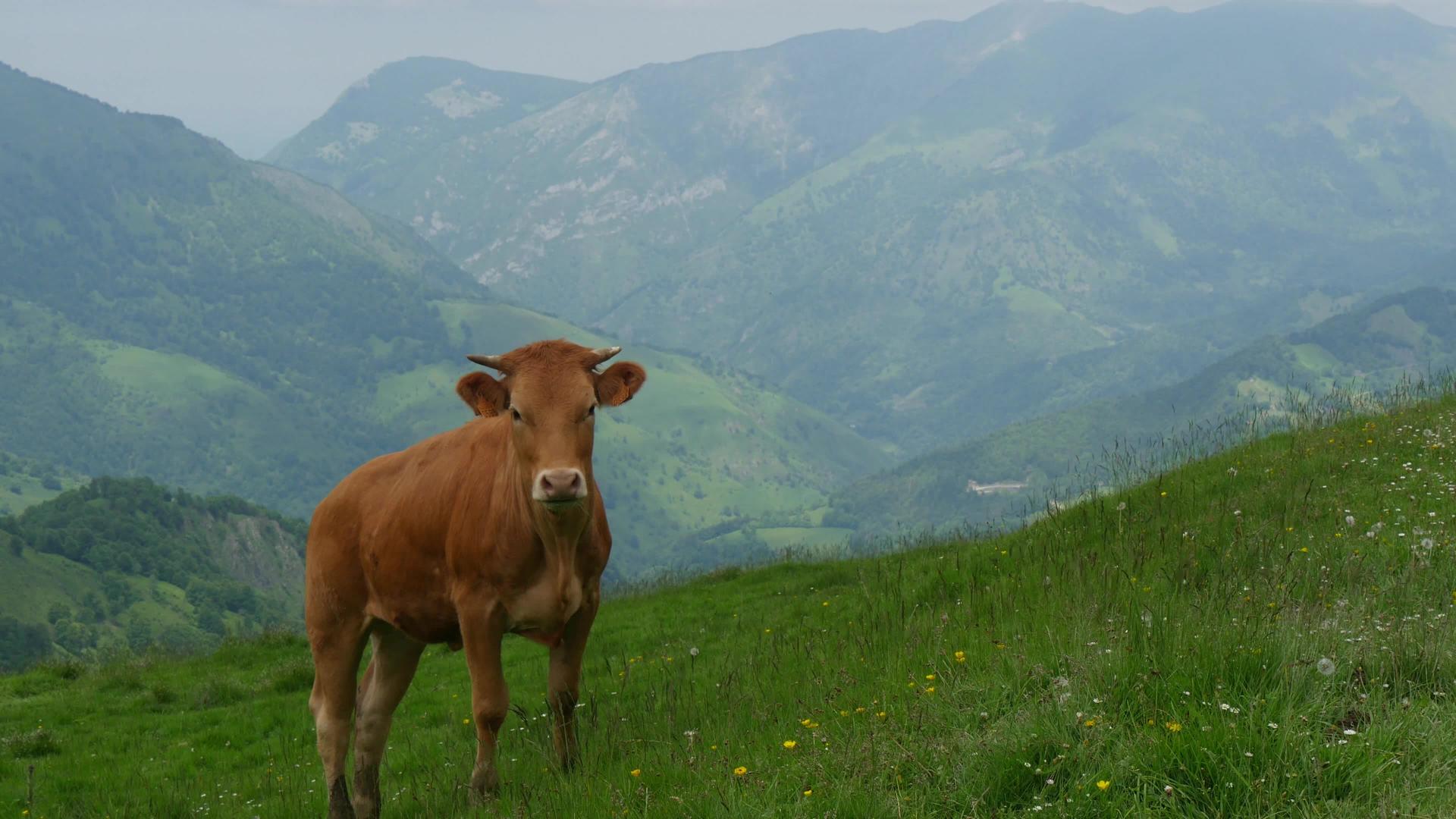 在山里放牧的牛视频的预览图