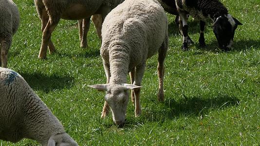 牧羊群在草原上放牧视频的预览图