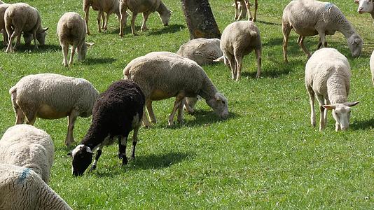 牧羊群在草原上放牧视频的预览图
