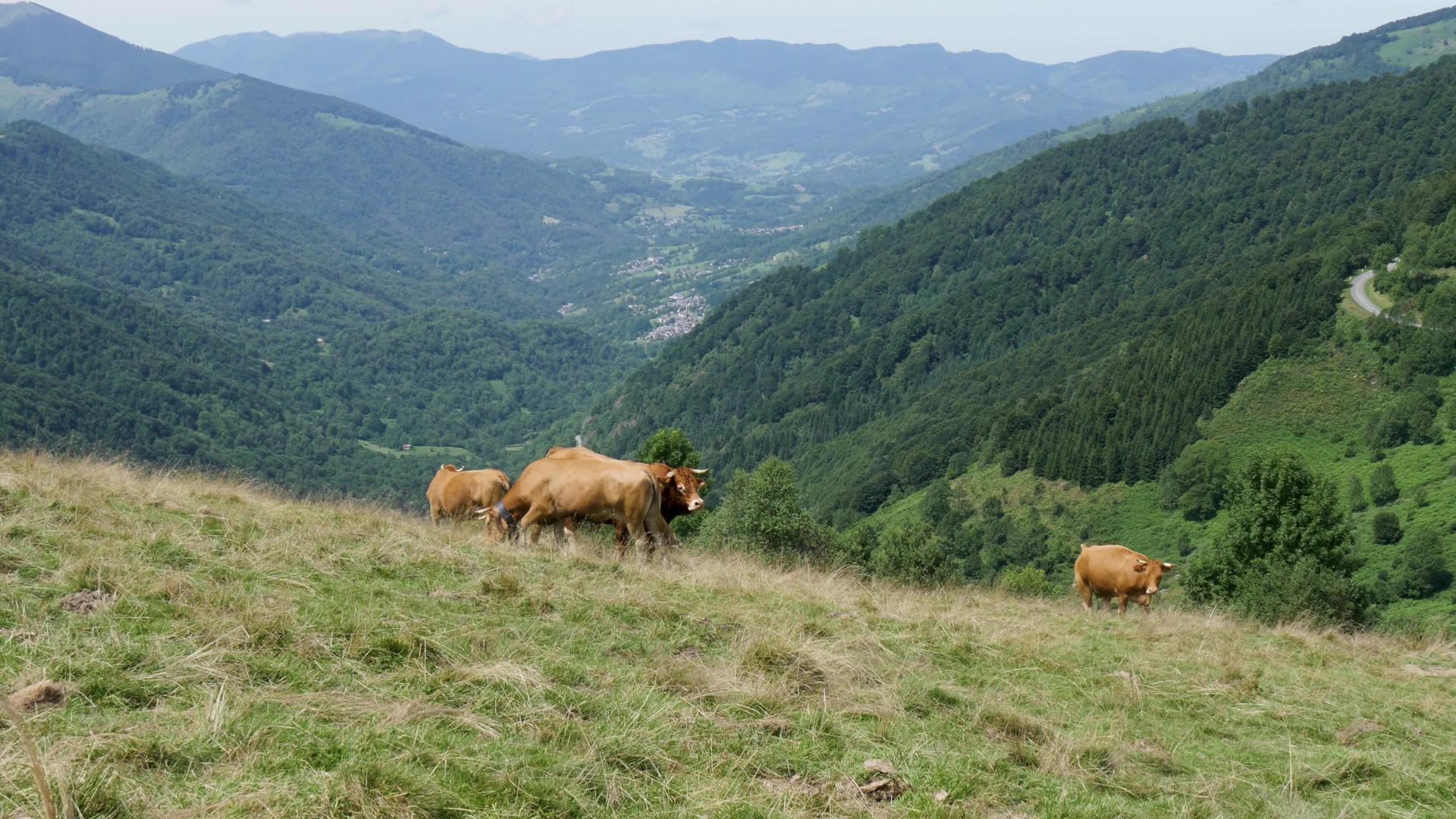 牧牛在山上的牧场里吃草视频的预览图