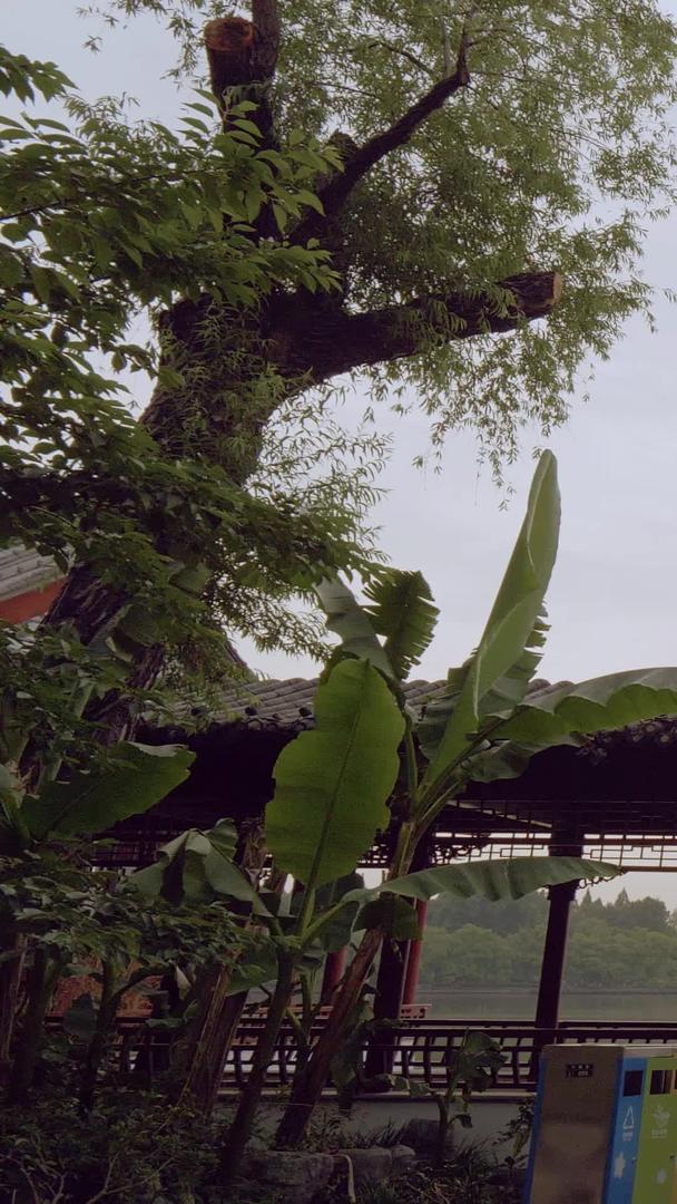 玄武湖实拍素材视频的预览图