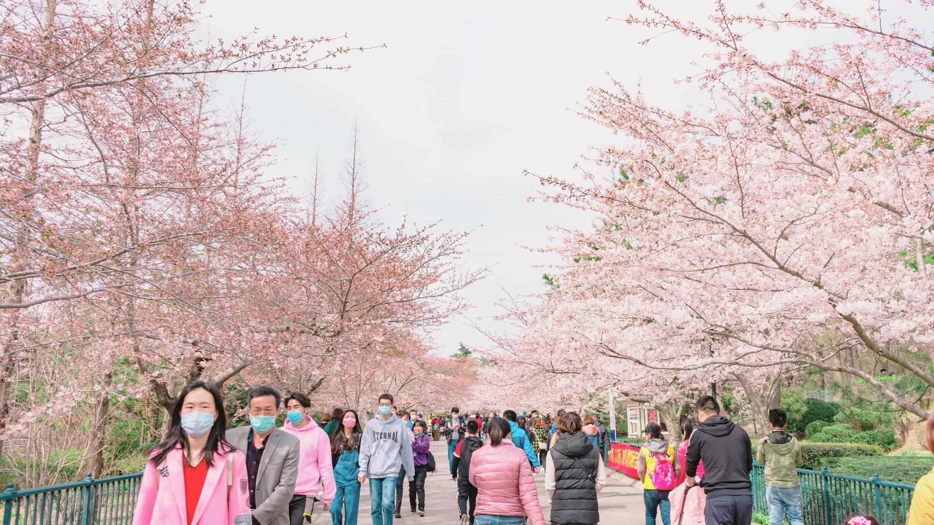 春天游客看樱花视频的预览图