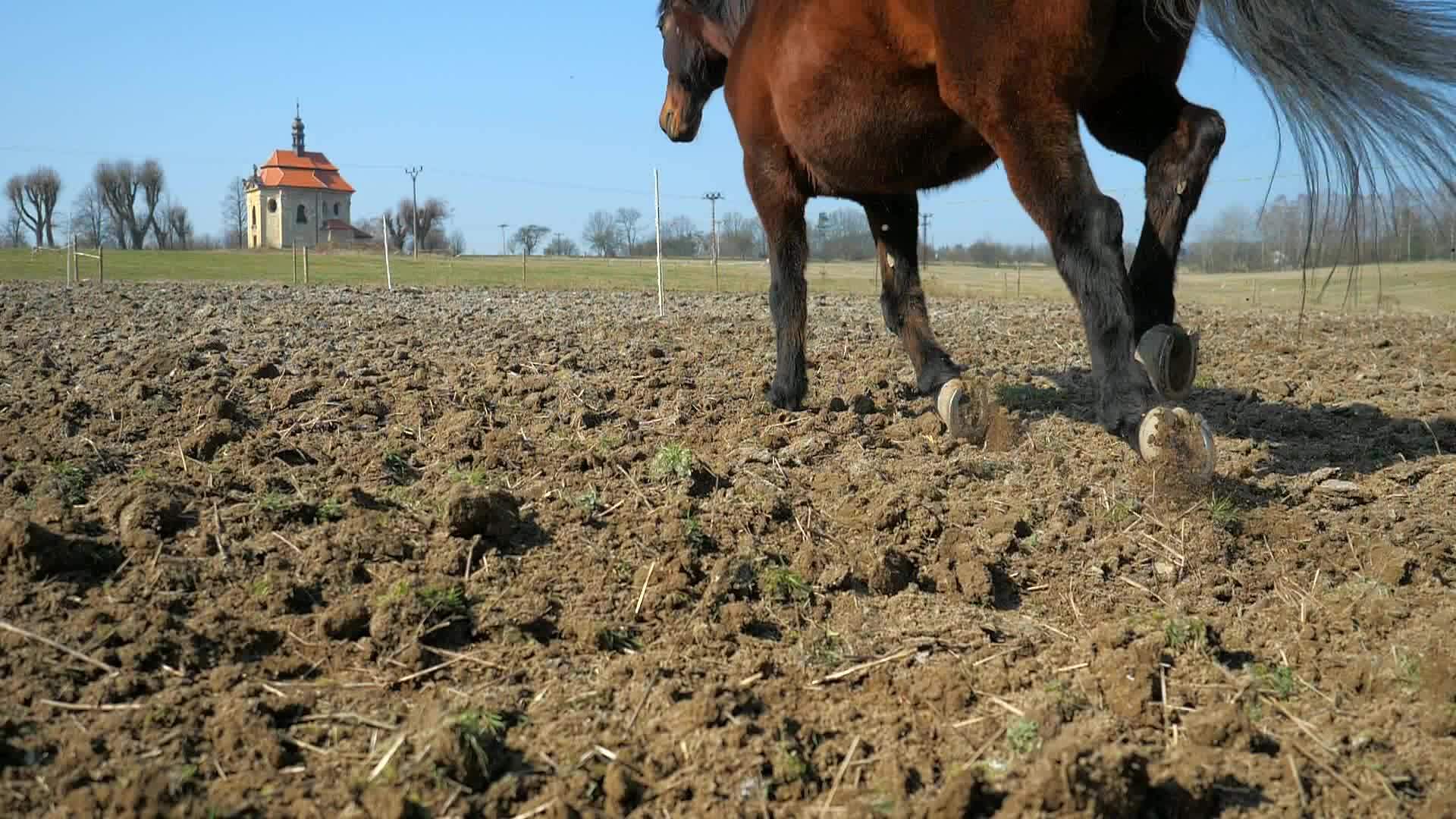 马在尘土飞扬的田野里迅速奔跑着粘土和尘土飞扬的蹄子视频的预览图
