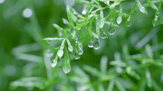 4k春雨植物上的雨滴露珠空镜视频的预览图