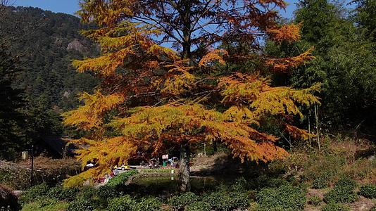 航拍九华山风景区秋季的凤凰松视频视频的预览图