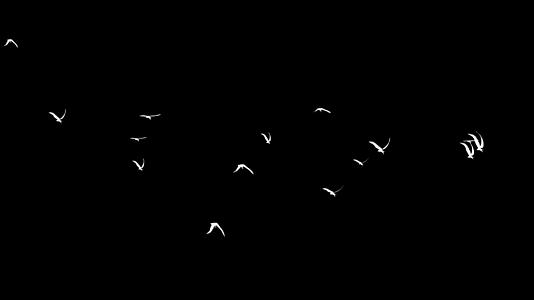 群鸟飞翔展翅视频的预览图