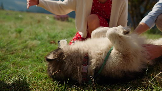 享受人们爱抚躺在绿草上的狗视频的预览图