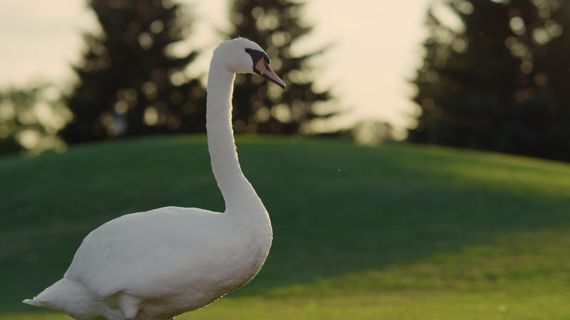 【去肖像权】野天鹅环顾城市公园视频的预览图
