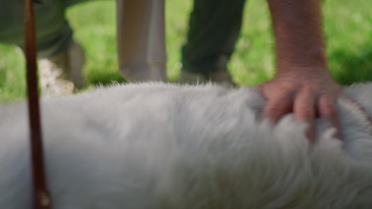 男士的手触摸毛茸茸的狗背特写视频的预览图