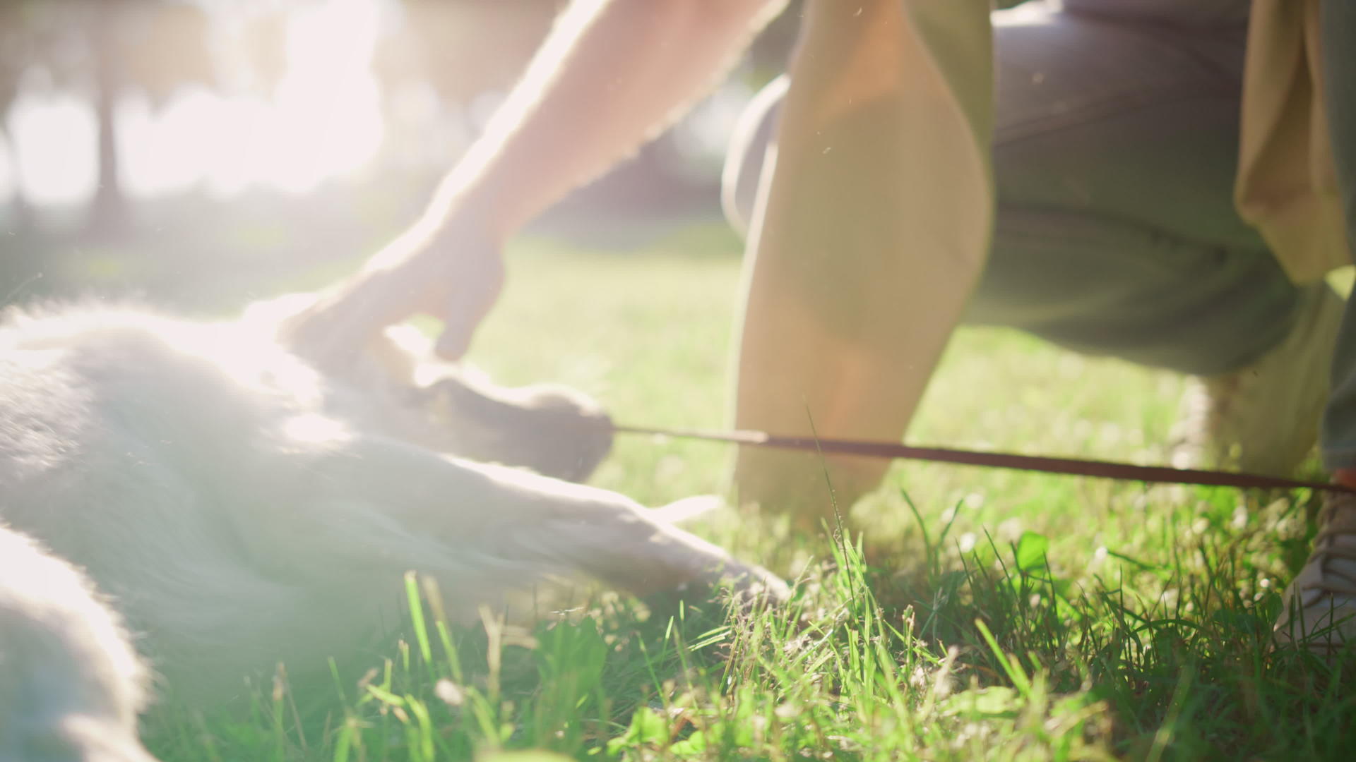 在背光下猎犬主人坐下来摸摸视频的预览图