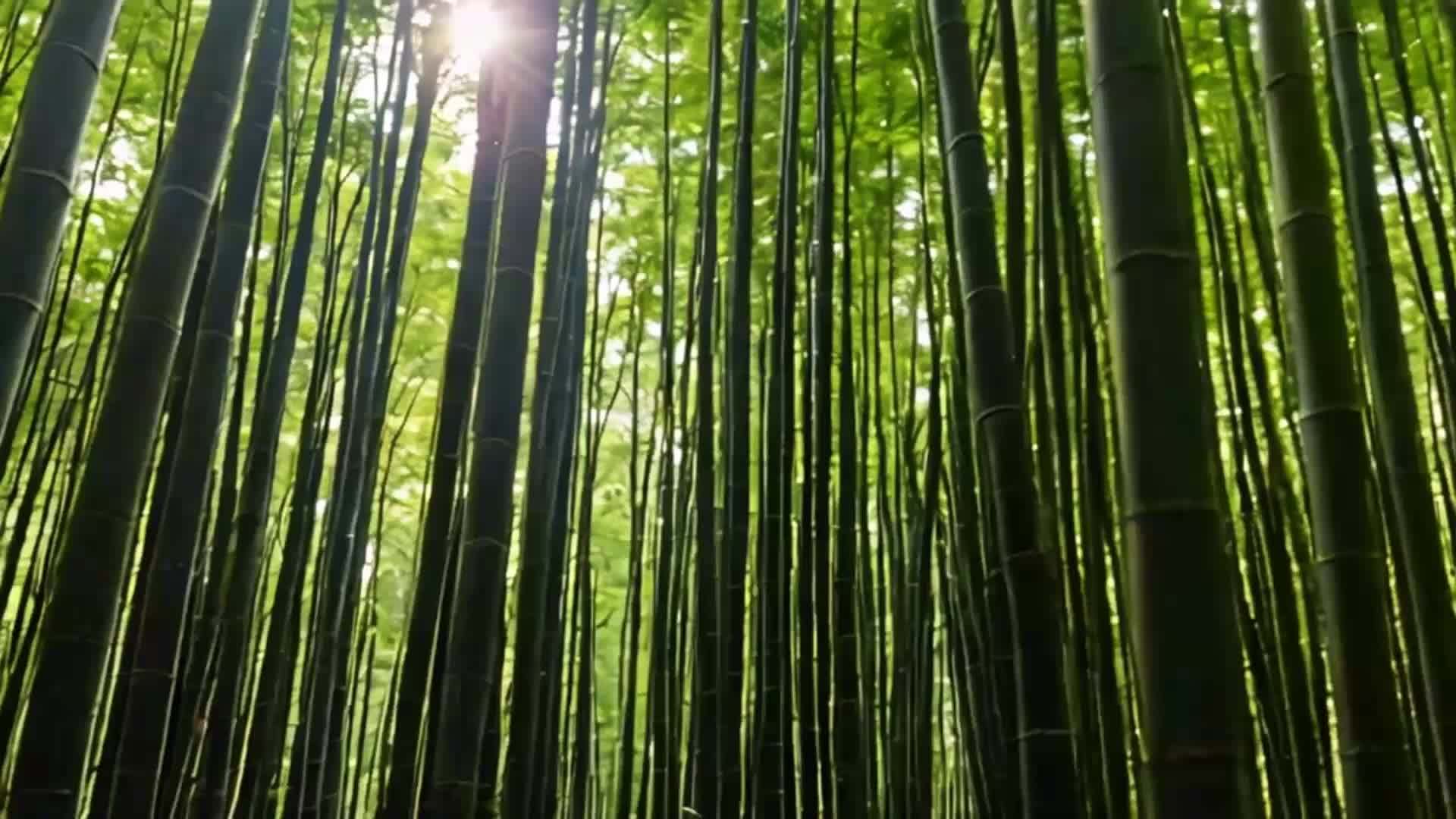 阳光穿过竹林的自然风光视频的预览图
