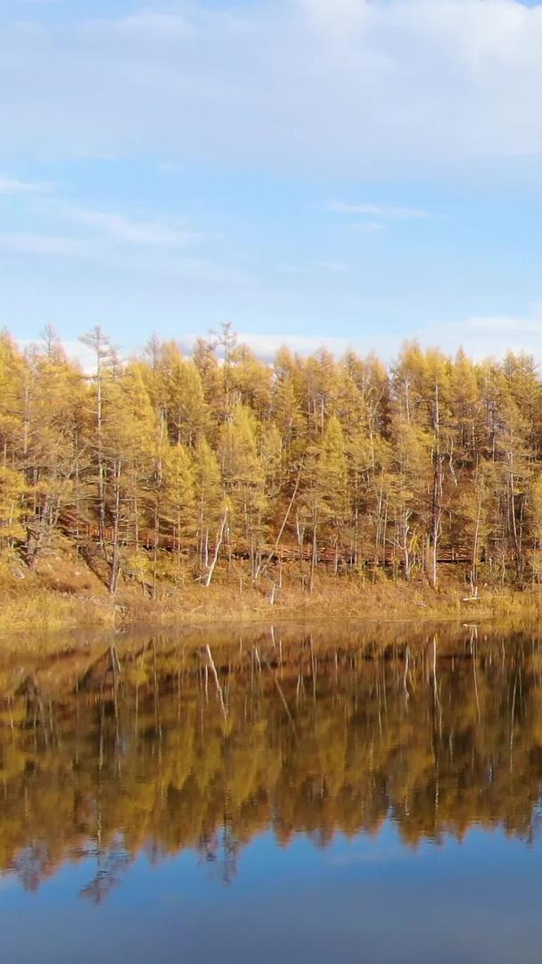 阿尔山景区航拍地池和金色原始森林视频的预览图