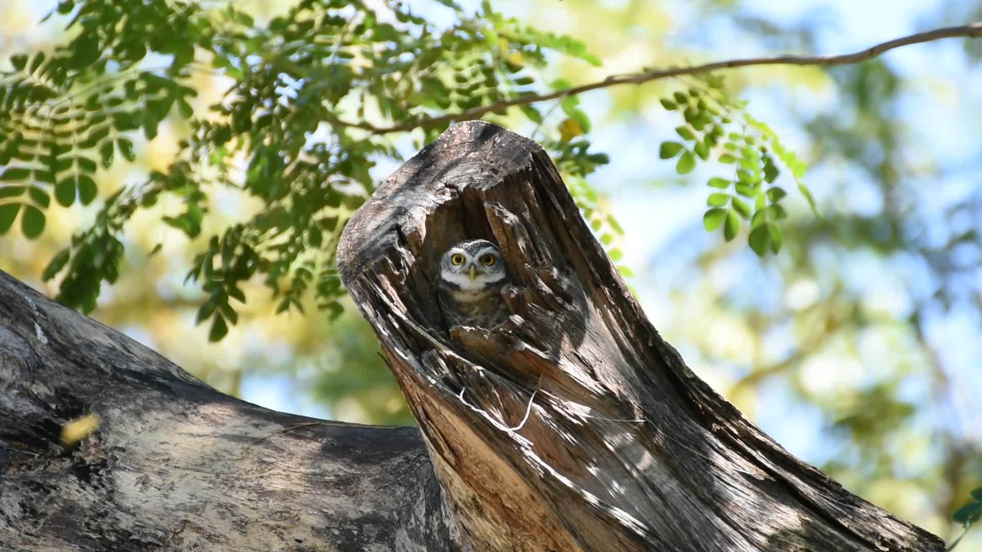 空树干里的鸟斑猫头鹰视频的预览图