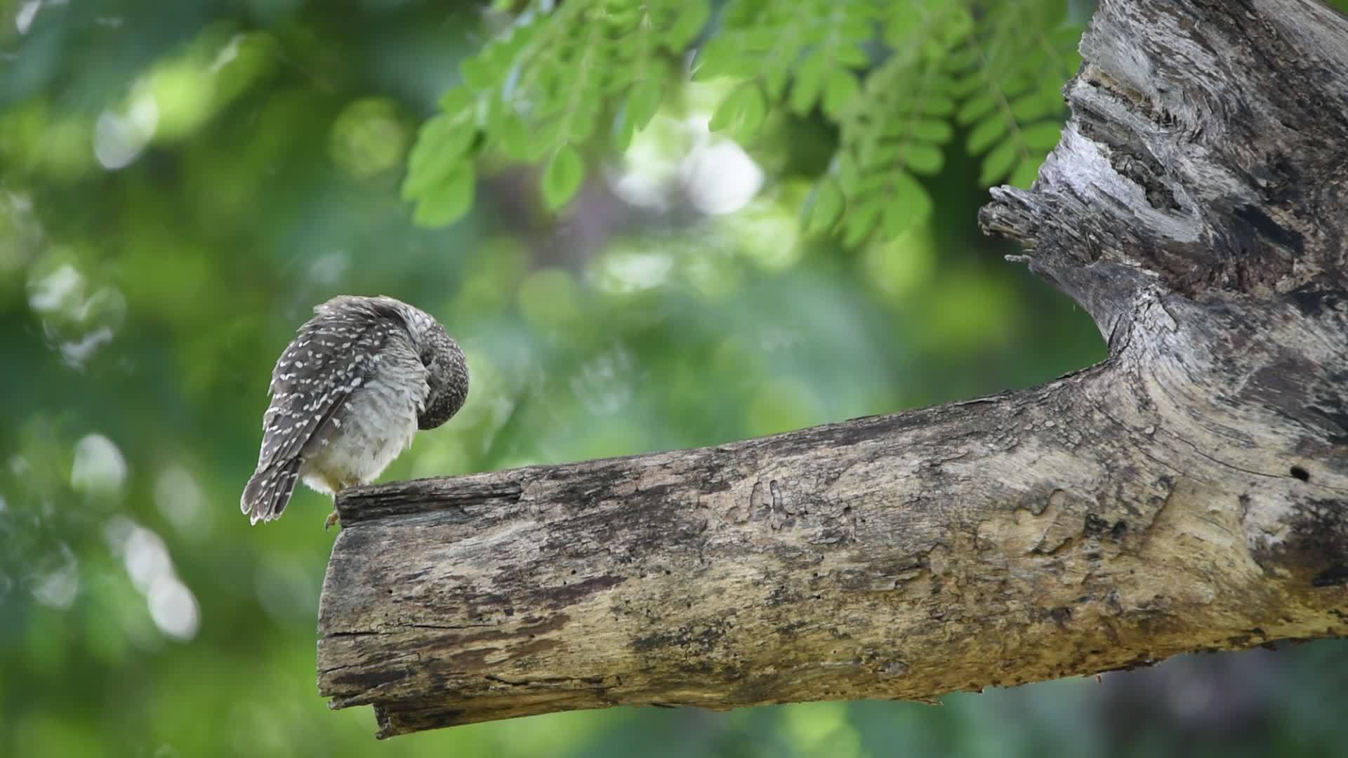 一棵树上的鸟视频的预览图