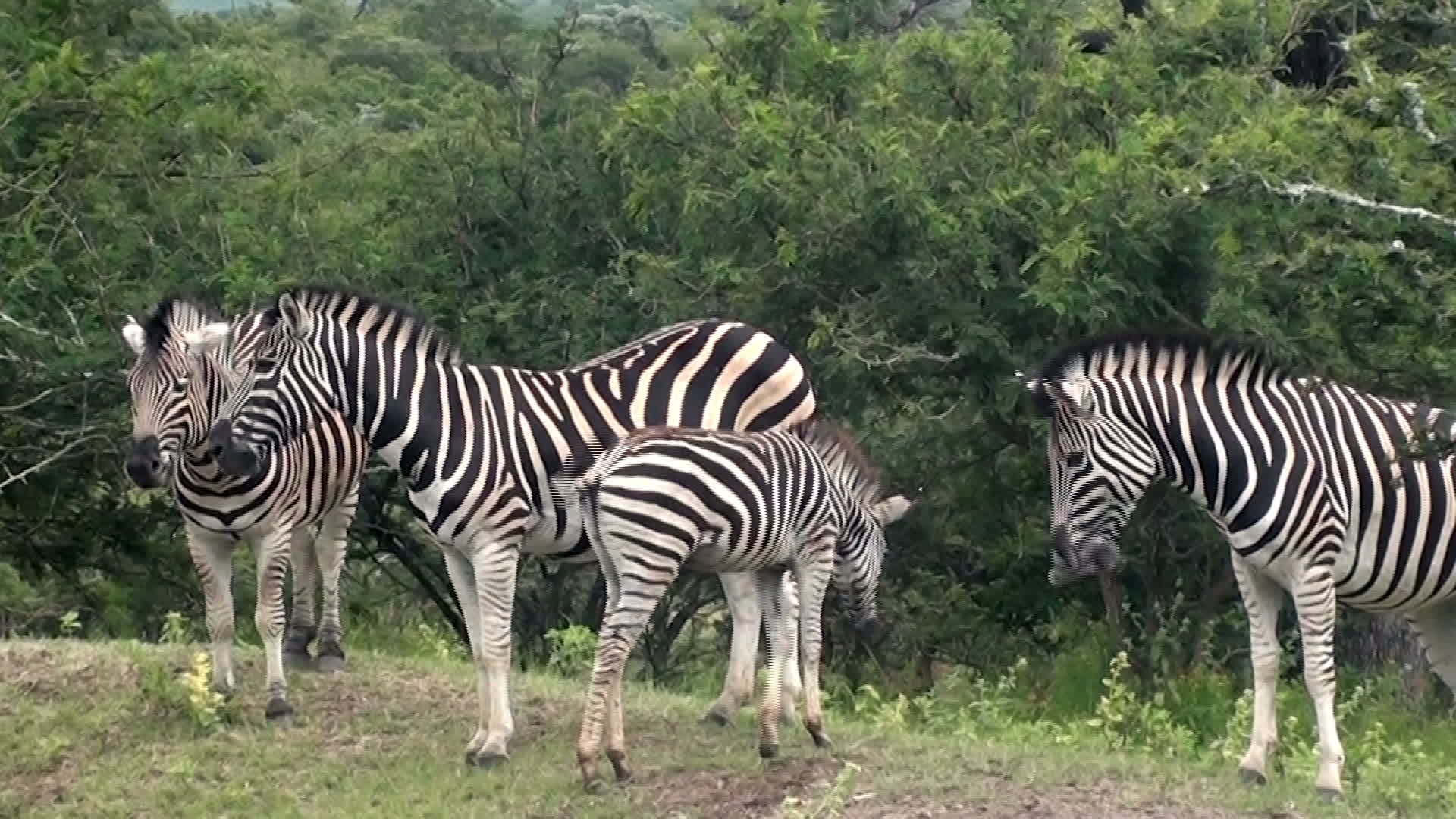 非洲南部的斑马类视频的预览图