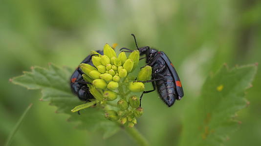 两个小甲虫吃黄花慢动作近距离宏观视图视频的预览图