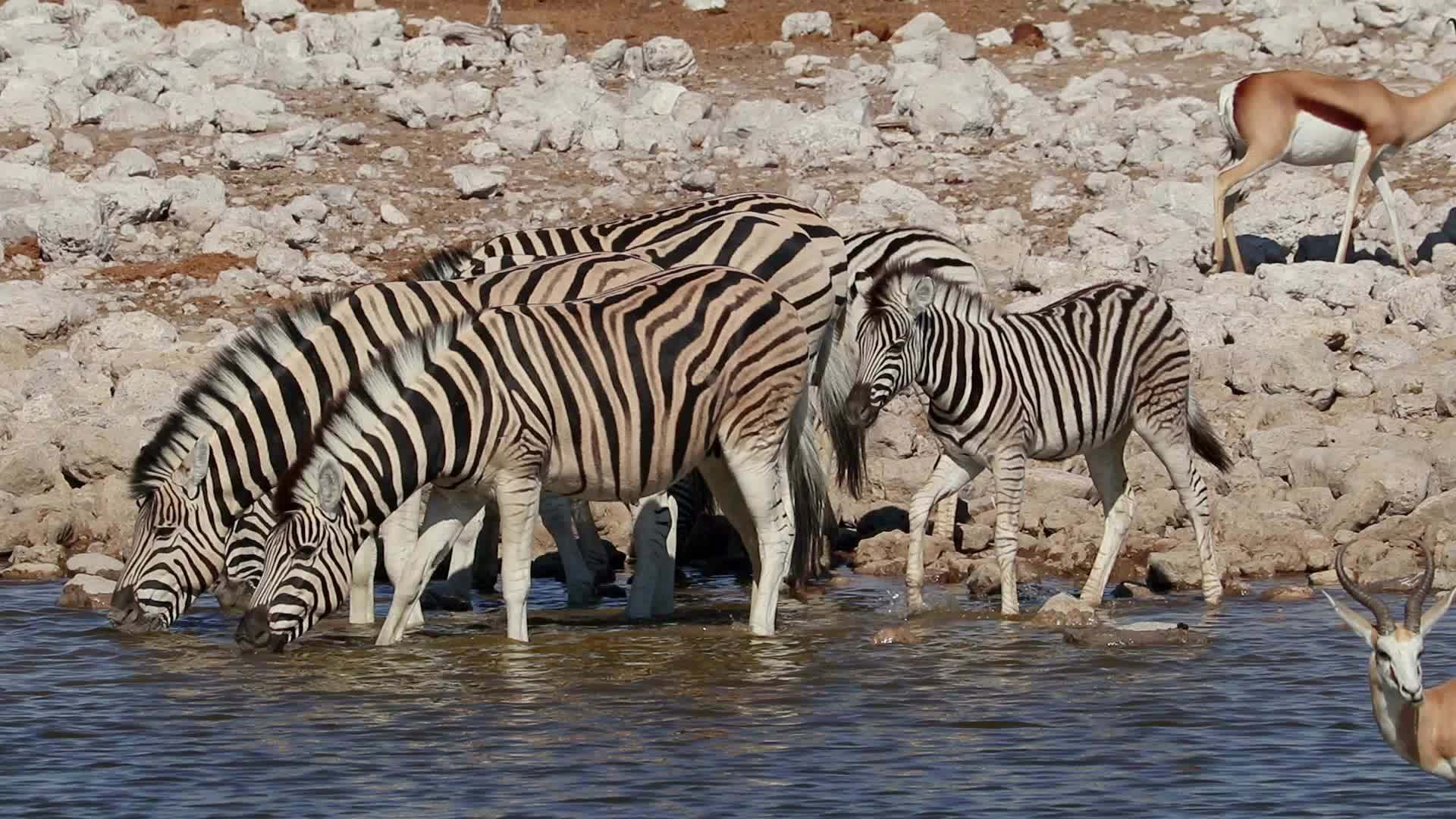 饮用水etosha国家公园视频的预览图