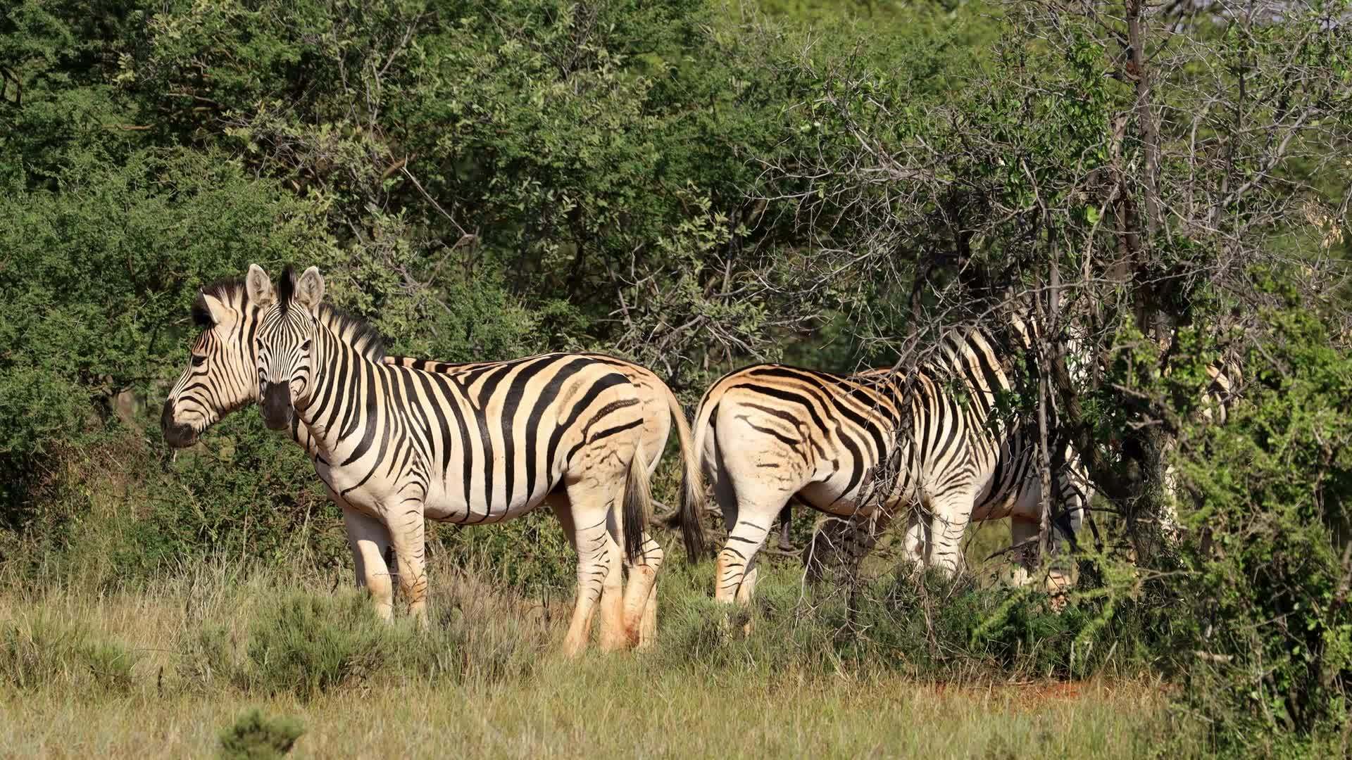平原斑马非洲南部视频的预览图