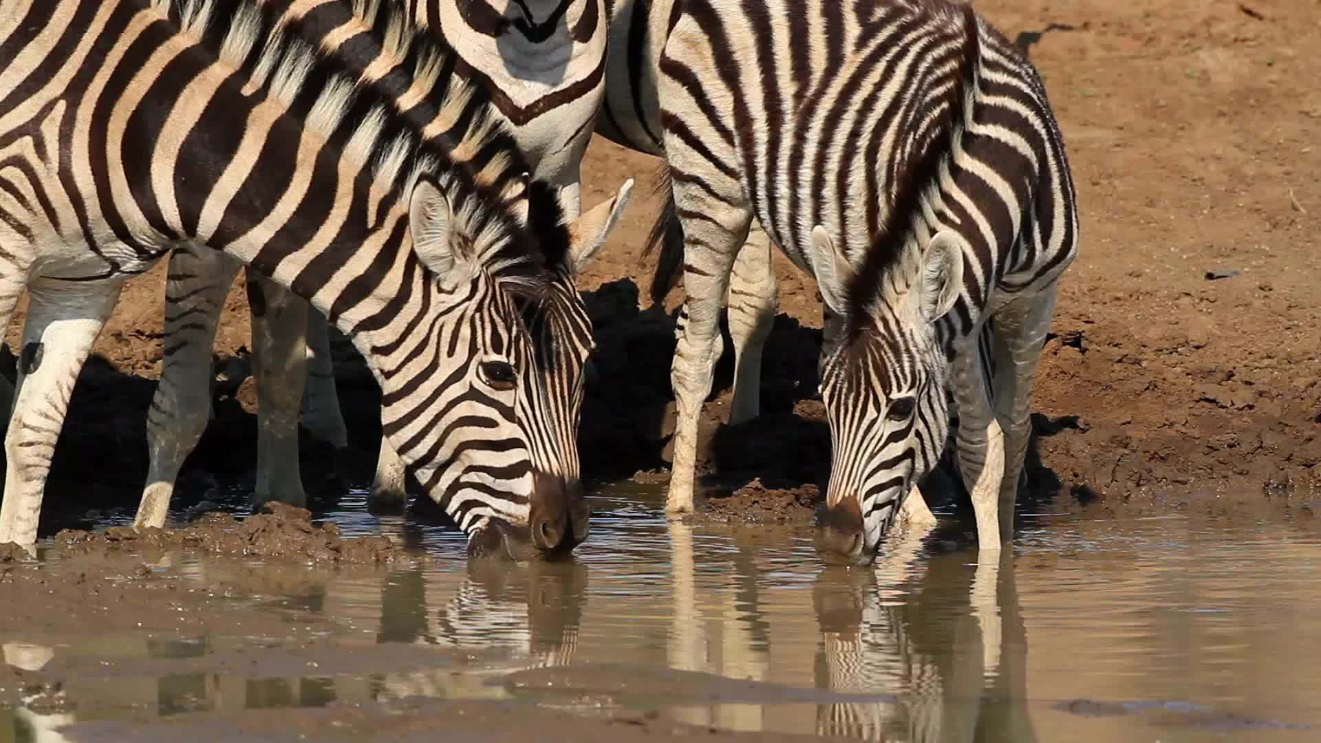 平原斑马饮用水视频的预览图