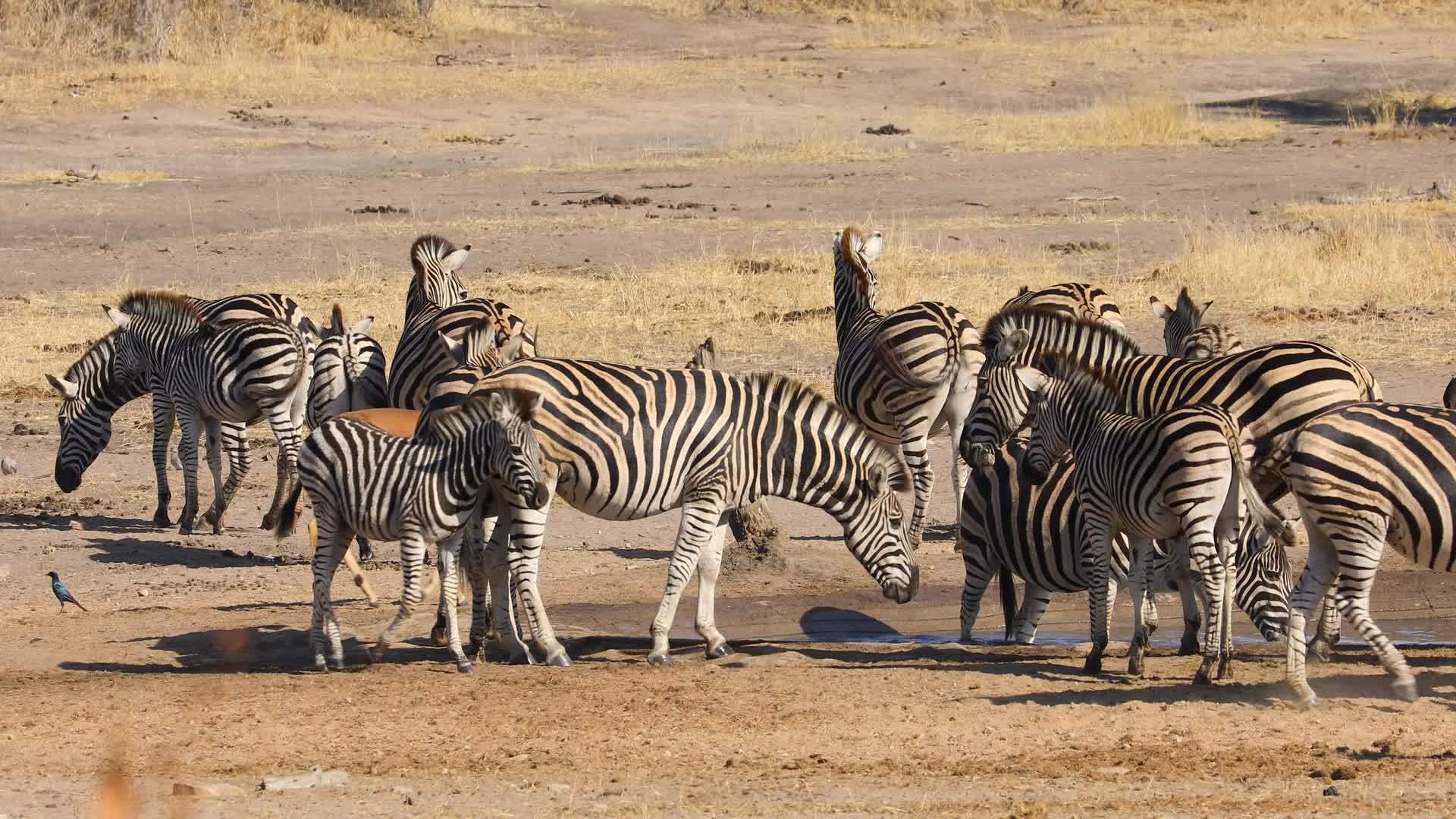 斑马饮用水克鲁格国家公园视频的预览图