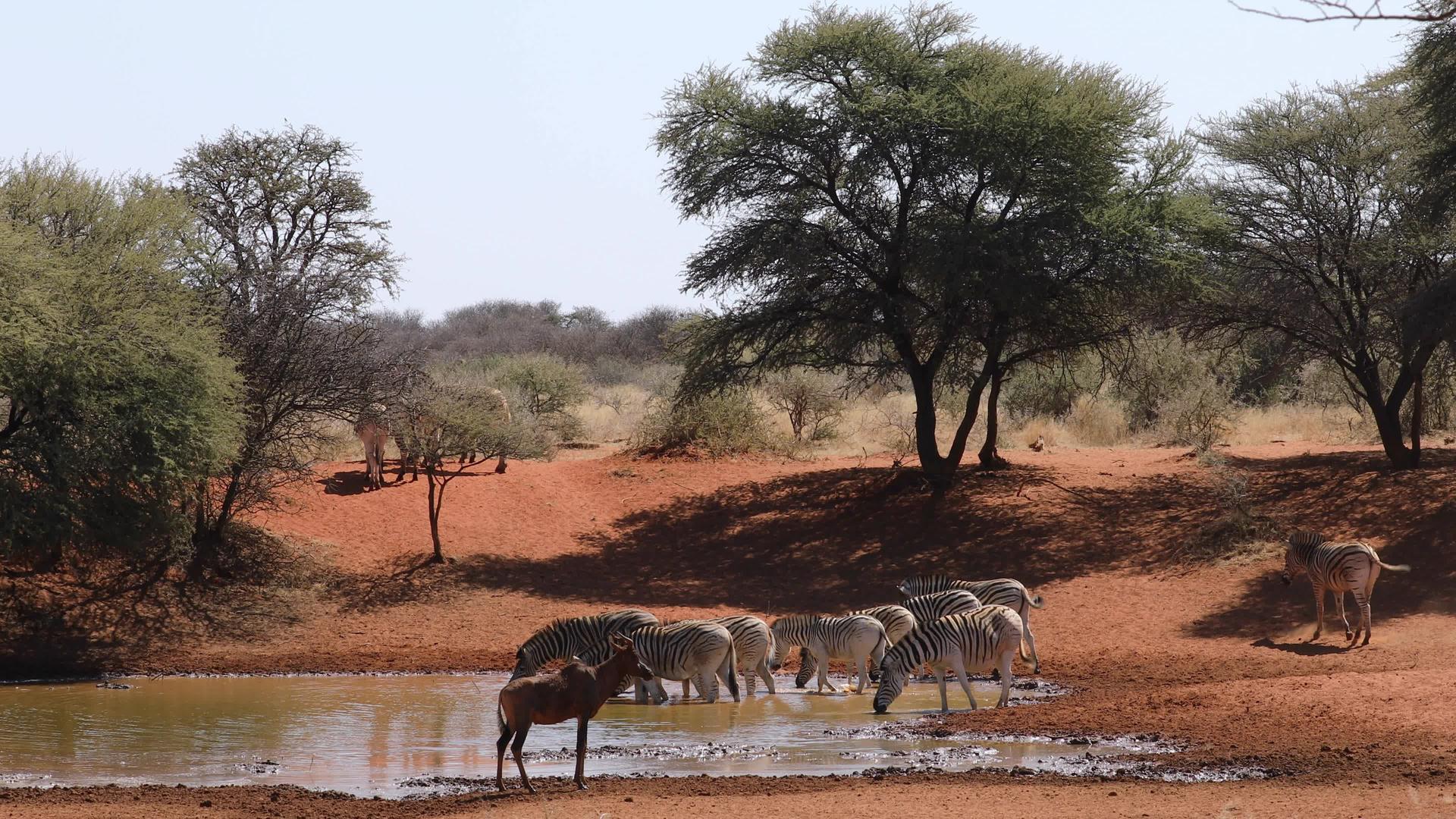 平原斑马和水洞里的羚羊视频的预览图