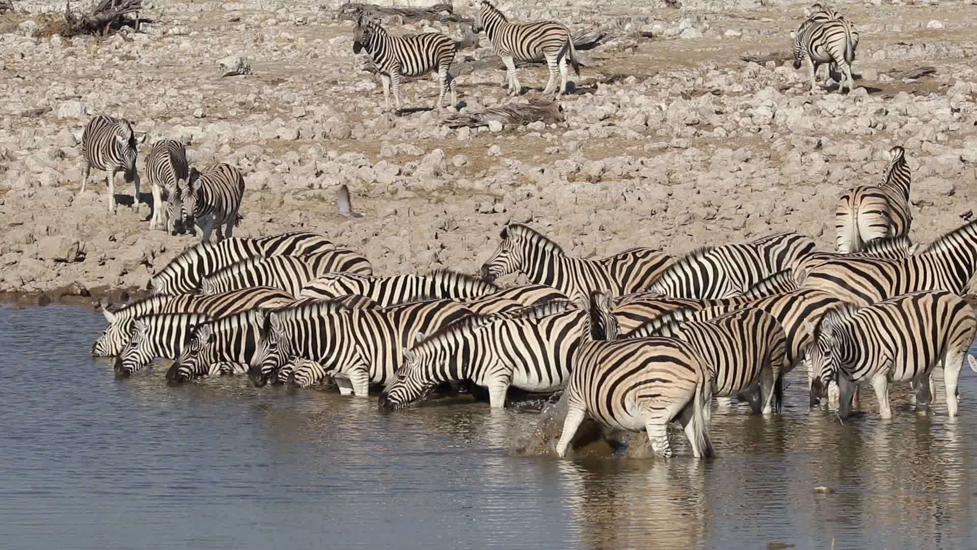 平原斑马饮用水视频的预览图