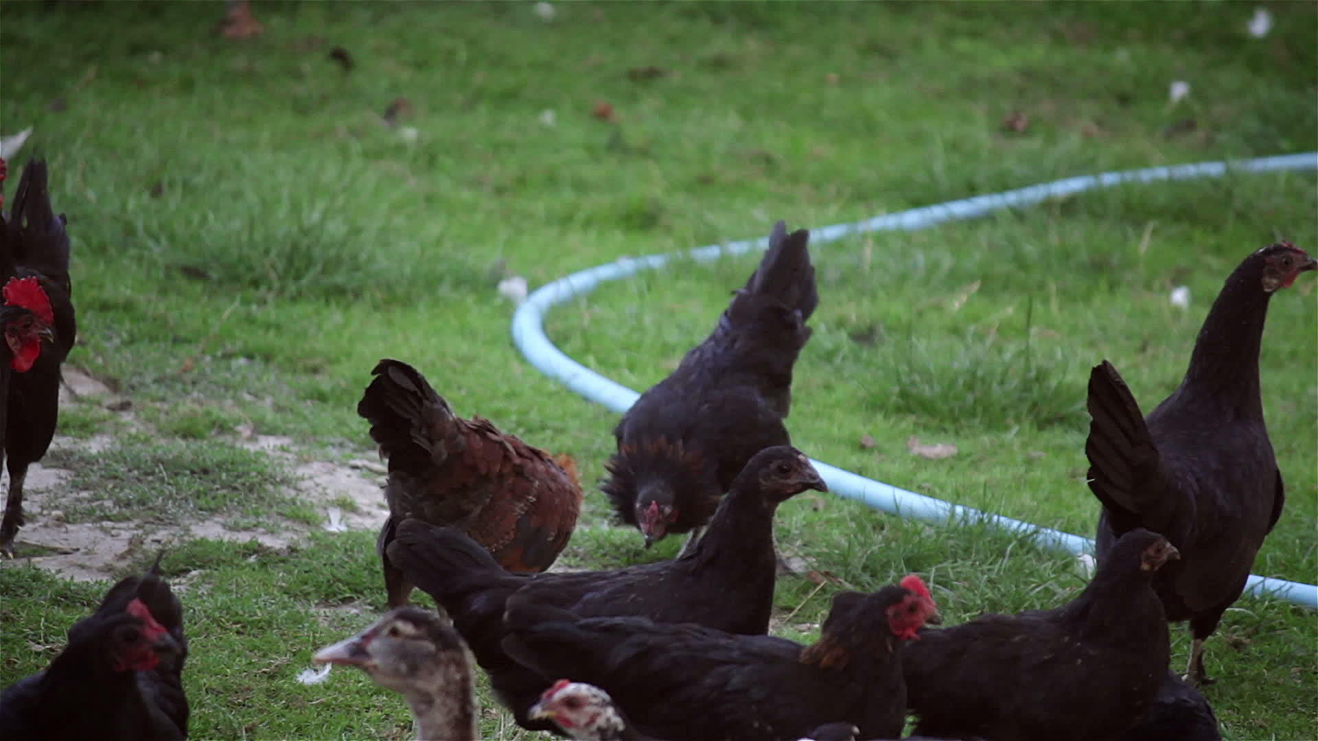 公鸡在花园里打架视频的预览图