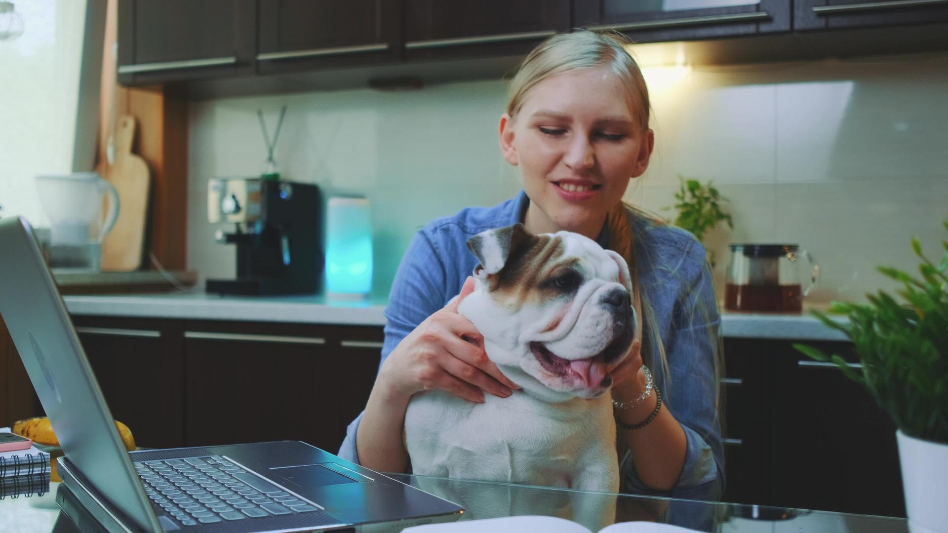 快乐的年轻女子和斗牛犬小狗坐在厨房笔记本电脑前视频的预览图