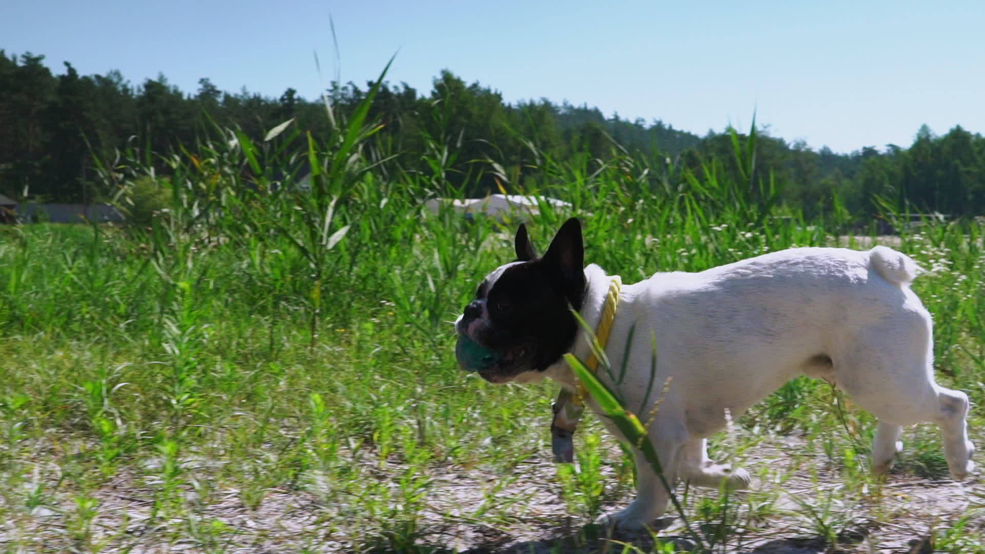 年轻的法国斗牛犬在草坪上跑来跑去嘴里塞满了球视频的预览图