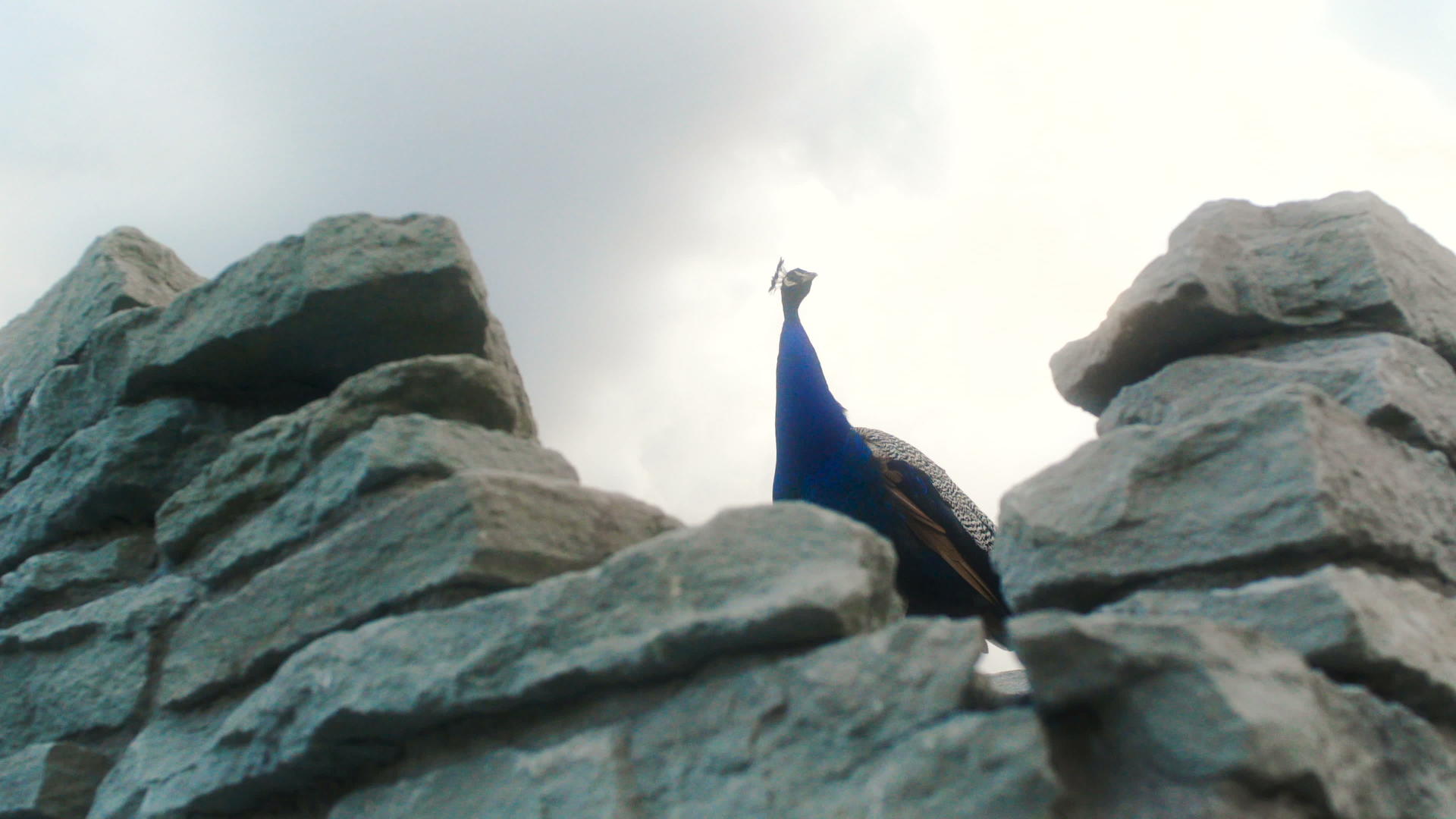 岩石上的巨石孔雀视频的预览图