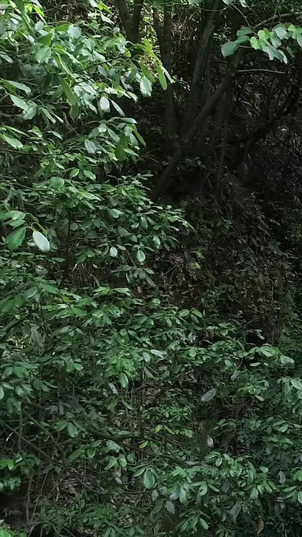 瀑布在山林中航拍视频的预览图