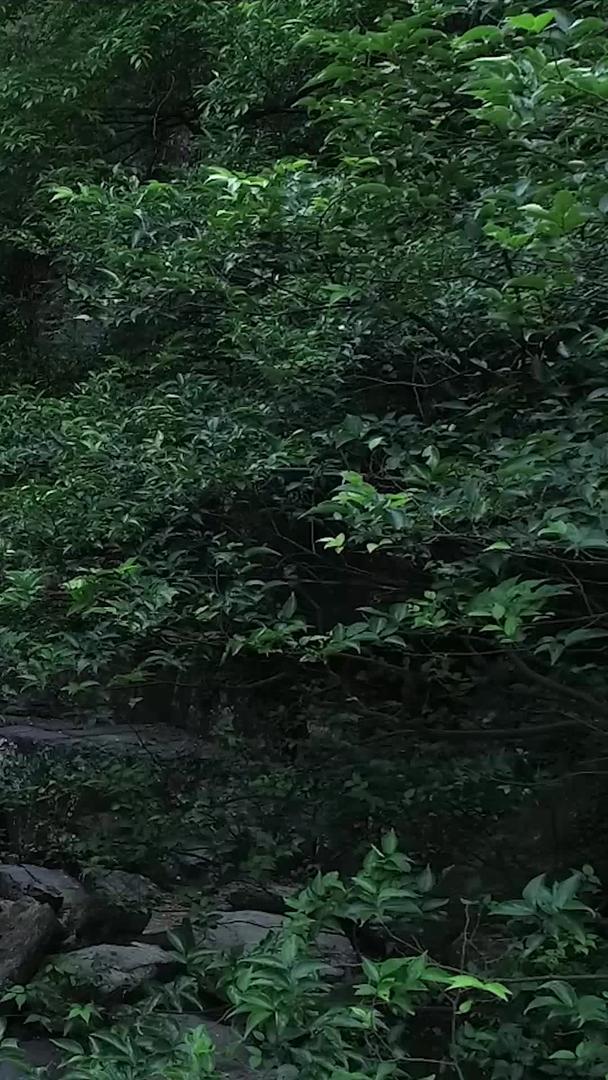 瀑布在山林中航拍视频的预览图