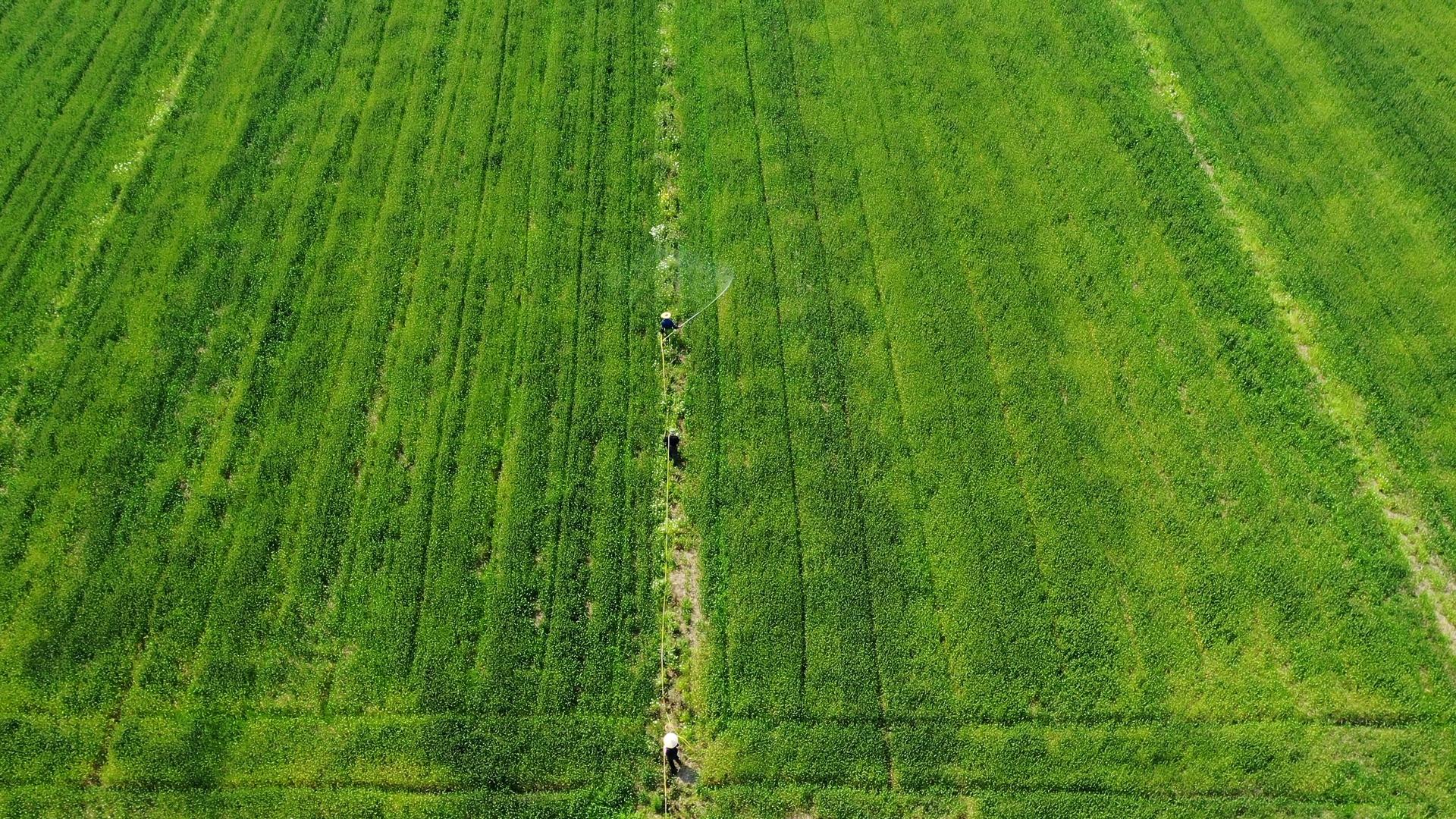 航拍农田里撒农药视频的预览图