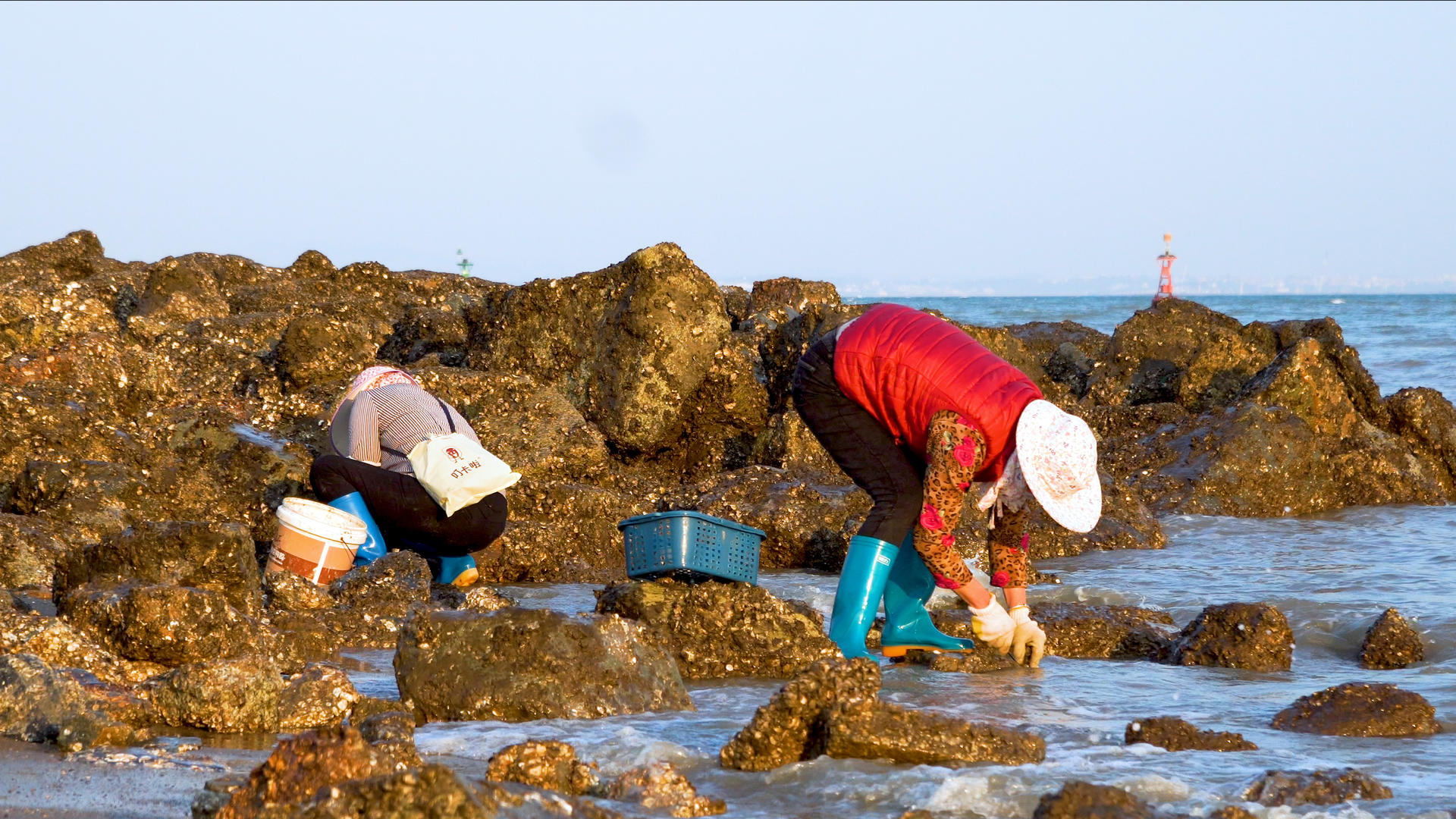 海边挖花蛤的渔民视频的预览图