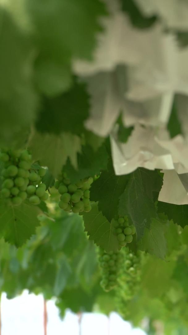 新型农业温室葡萄视频的预览图