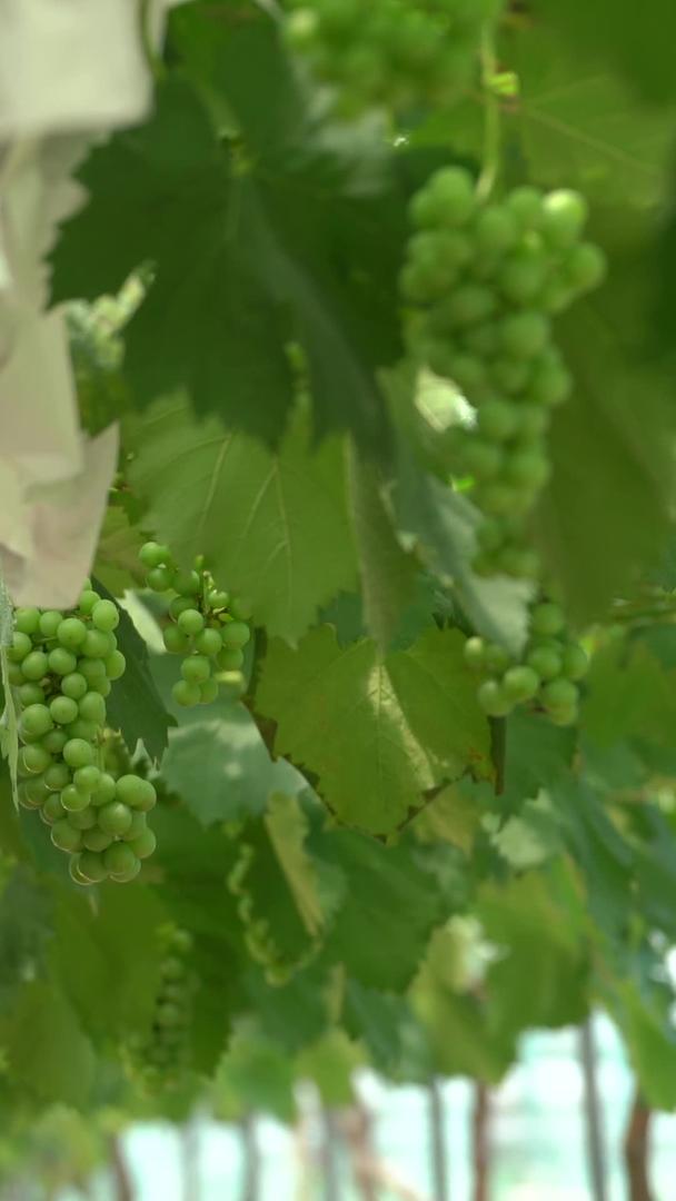 新型农业温室葡萄视频的预览图