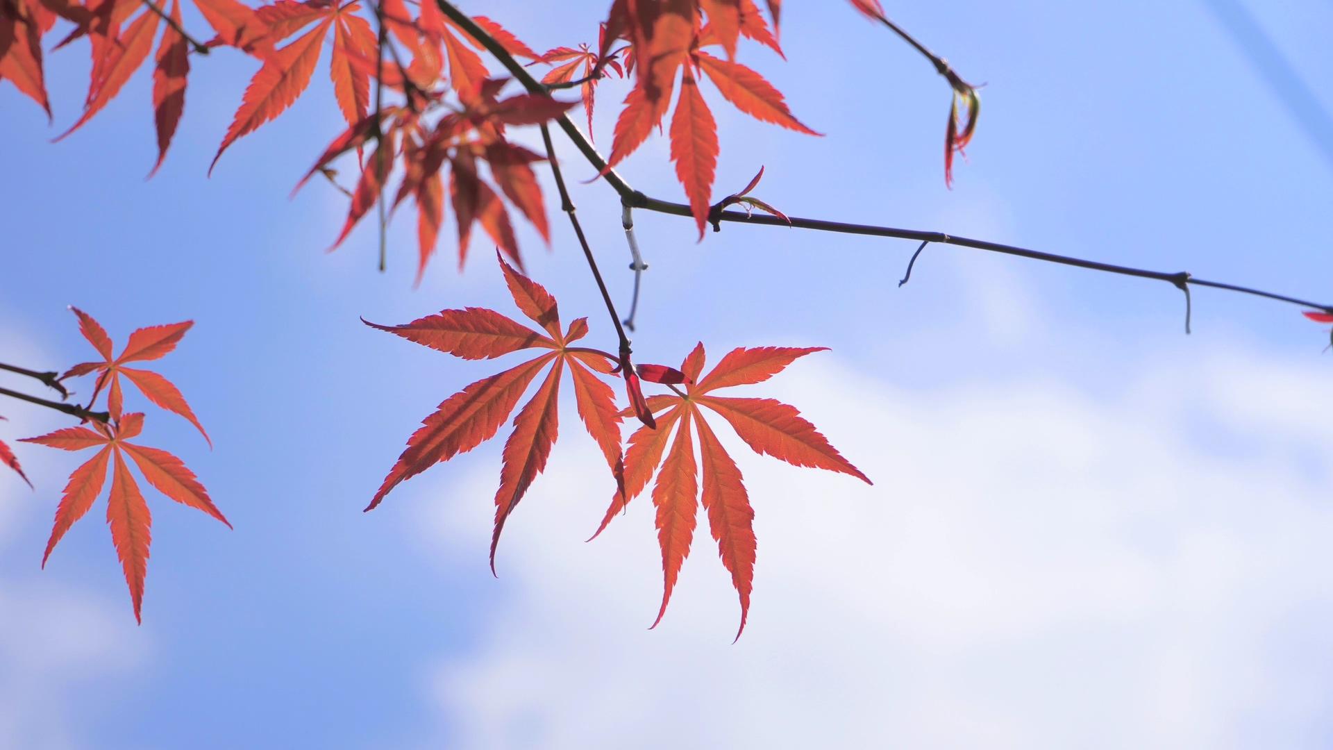 4K秋天的风景枫叶变红枫叶变红视频的预览图