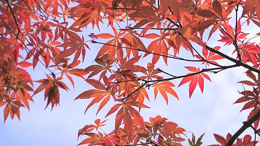 4K秋天的枫叶变成了红色的枫叶视频的预览图