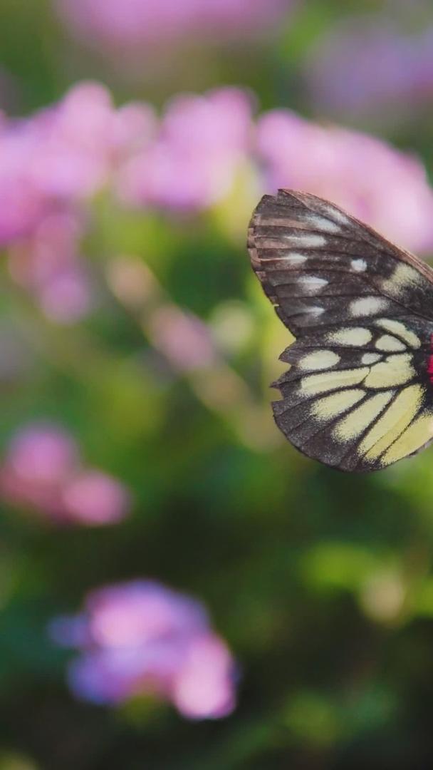 蝴蝶采蜜粉紫色花朵视频的预览图