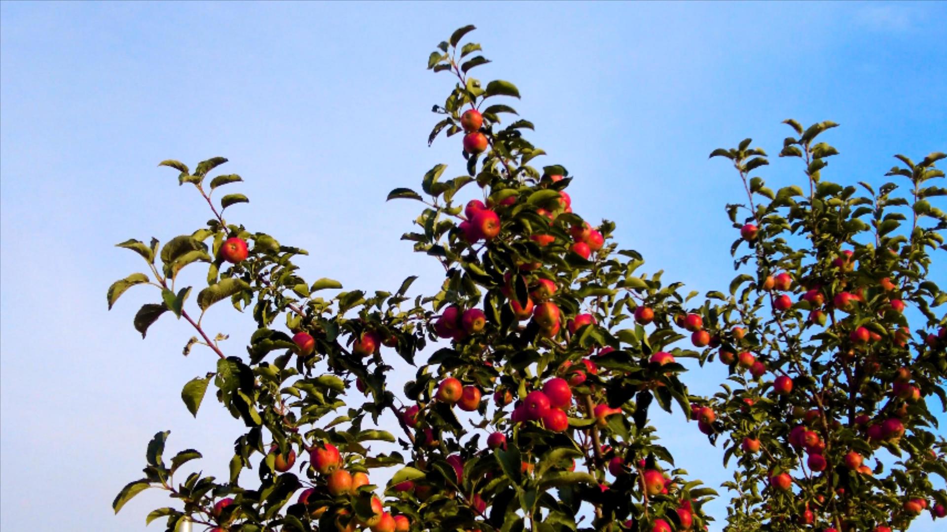 4k实拍陕北黄土高坡上的窑洞农家院及院里的海棠果树视频的预览图