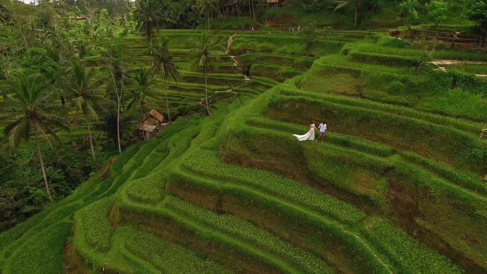 新娘和新郎在稻田里视频的预览图