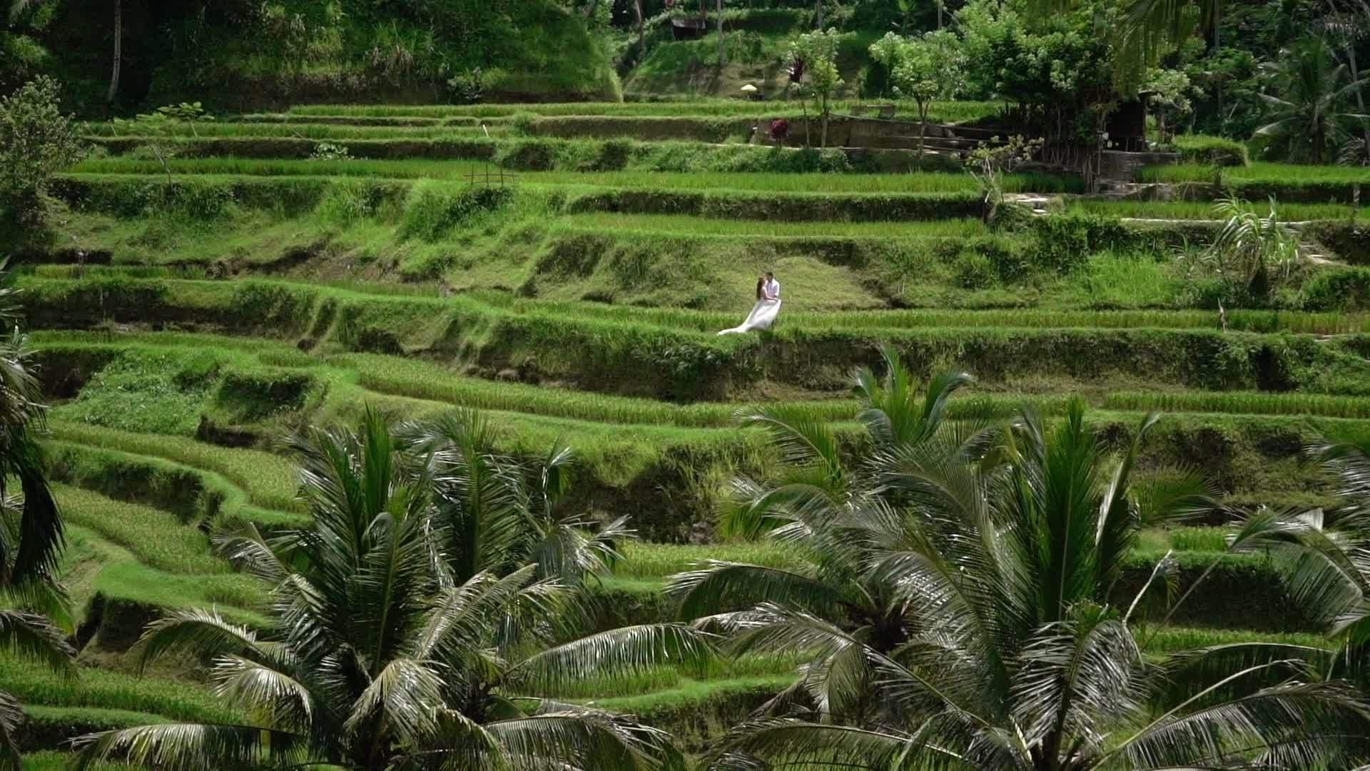 新娘和新郎在稻田里视频的预览图