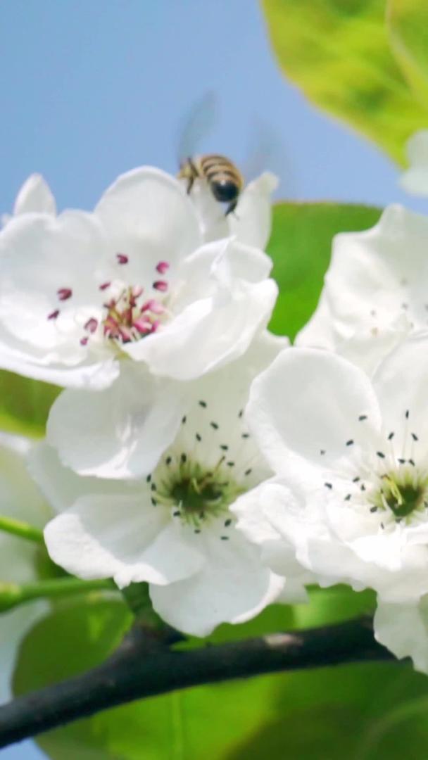 在梨花上实拍春天枝头采蜜的蜜蜂视频素材视频的预览图