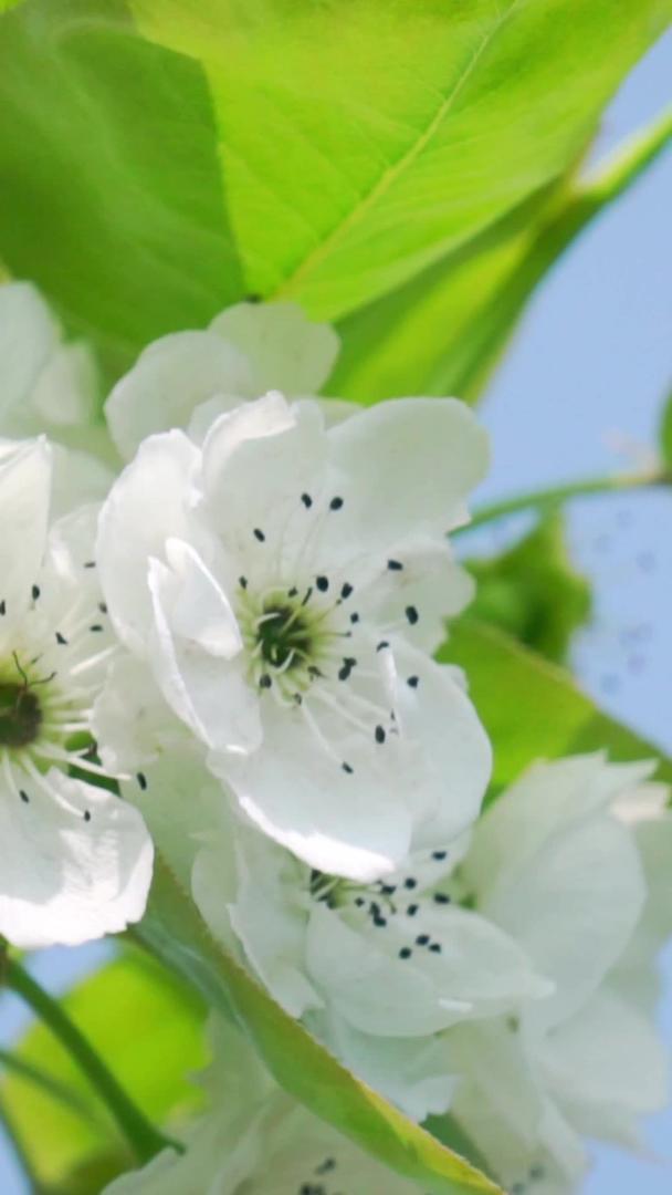 在梨花上实拍春天枝头采蜜的蜜蜂视频素材视频的预览图