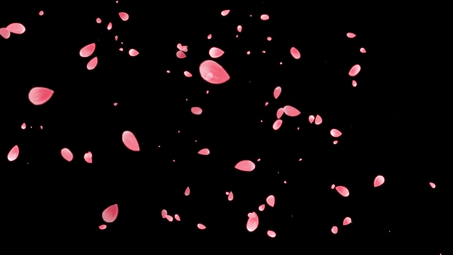 4K花瓣飘落带通道视频素材视频的预览图