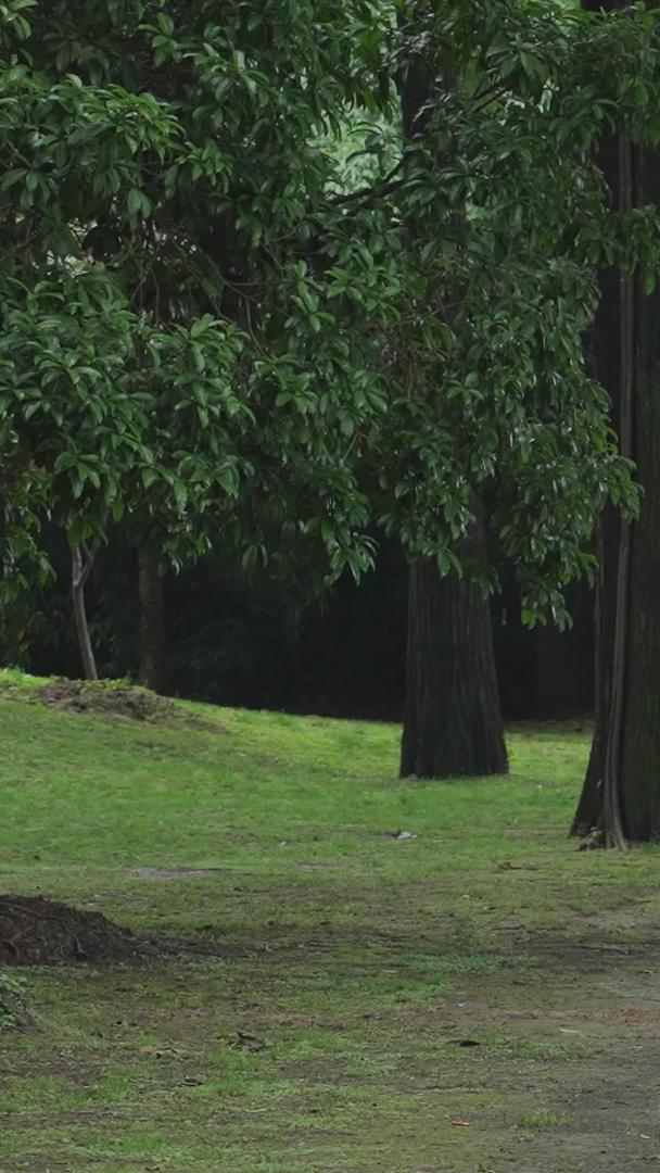 慢镜头升级拍摄材料下雨天在林荫道上打伞行走母子陪伴视频的预览图