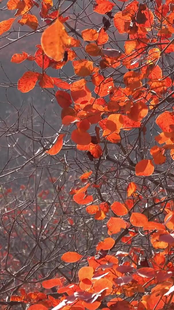 秋天自然风光山中的红叶视频视频的预览图
