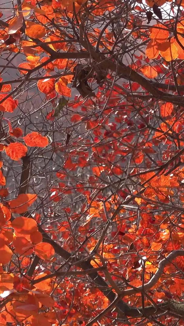 秋天自然风光山中的红叶视频视频的预览图