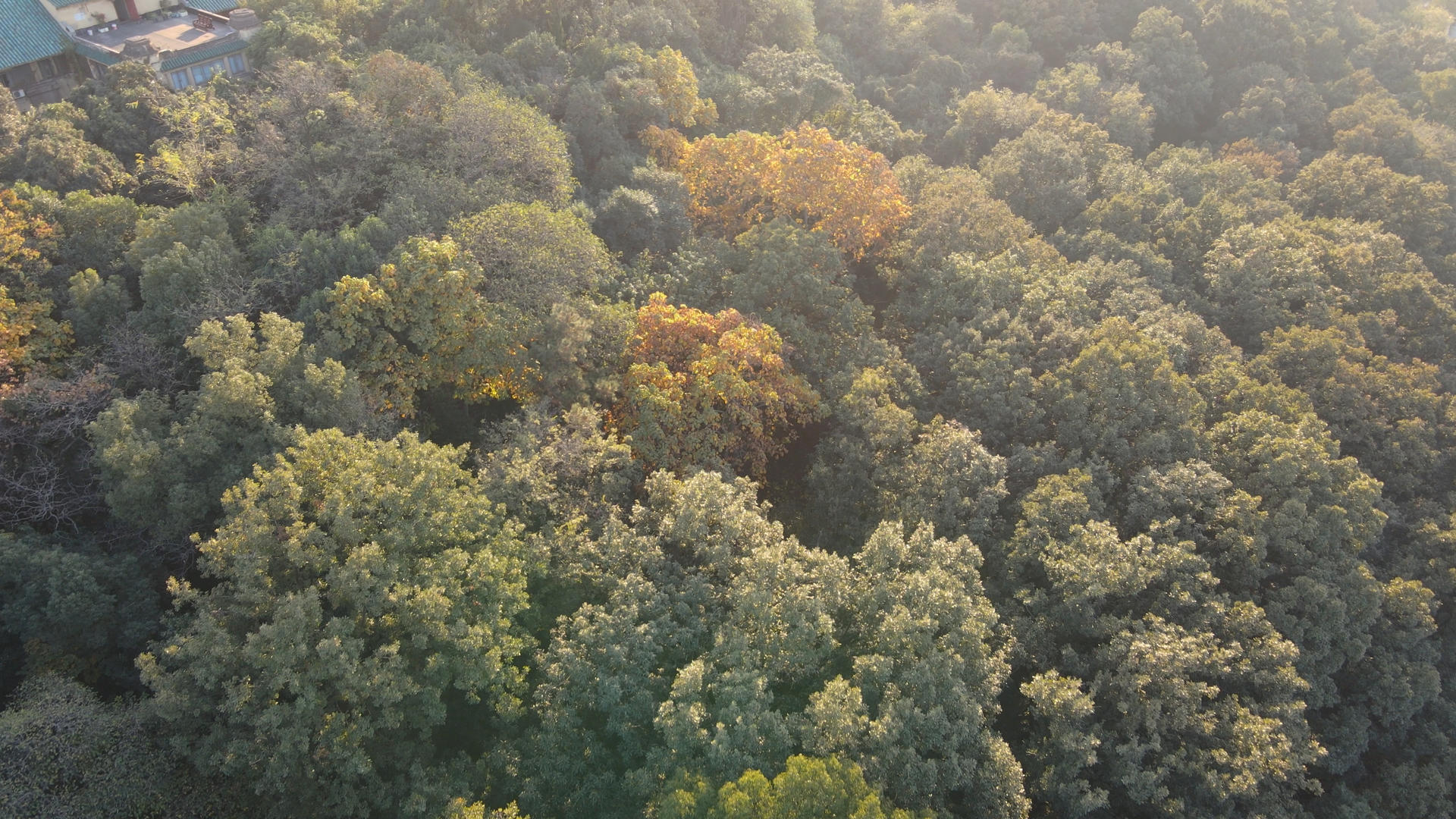 航拍城市树林秋天的色彩4k旅游素材视频的预览图